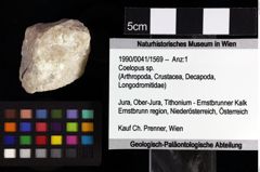 Foto (Objket + Etiketten) von Gastrosacus sp. 